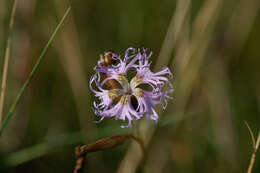 صورة Microbotryum superbum (Liro) Denchev, T. Giraud & M. E. Hood 2009