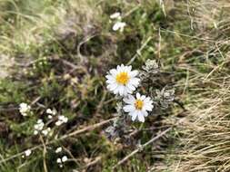 Olearia frostii (F. Müll.) J. H. Willis resmi