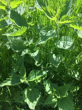 Image of stinging nettle