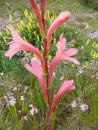 Image of Watsonia meriana var. meriana