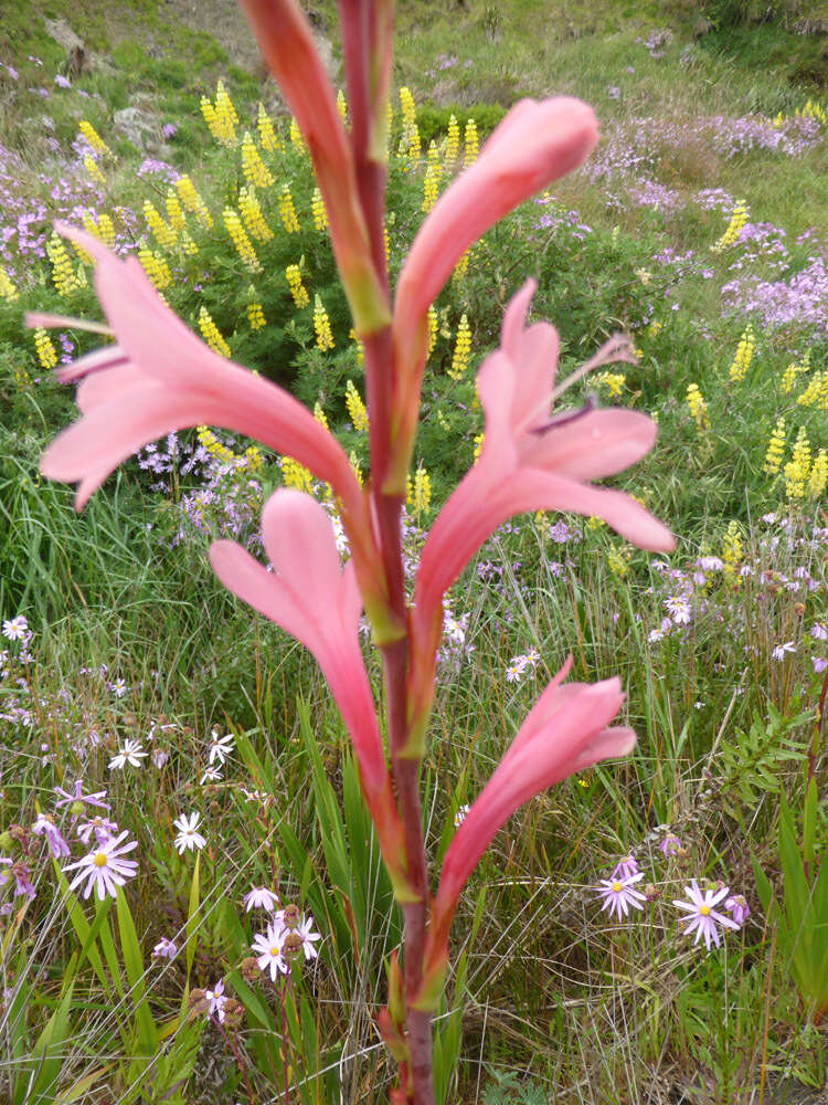 Imagem de Watsonia meriana var. meriana