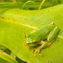 Image of Lesser Bromeliad Treefrog