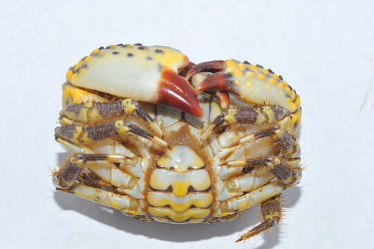 Image of warty crab