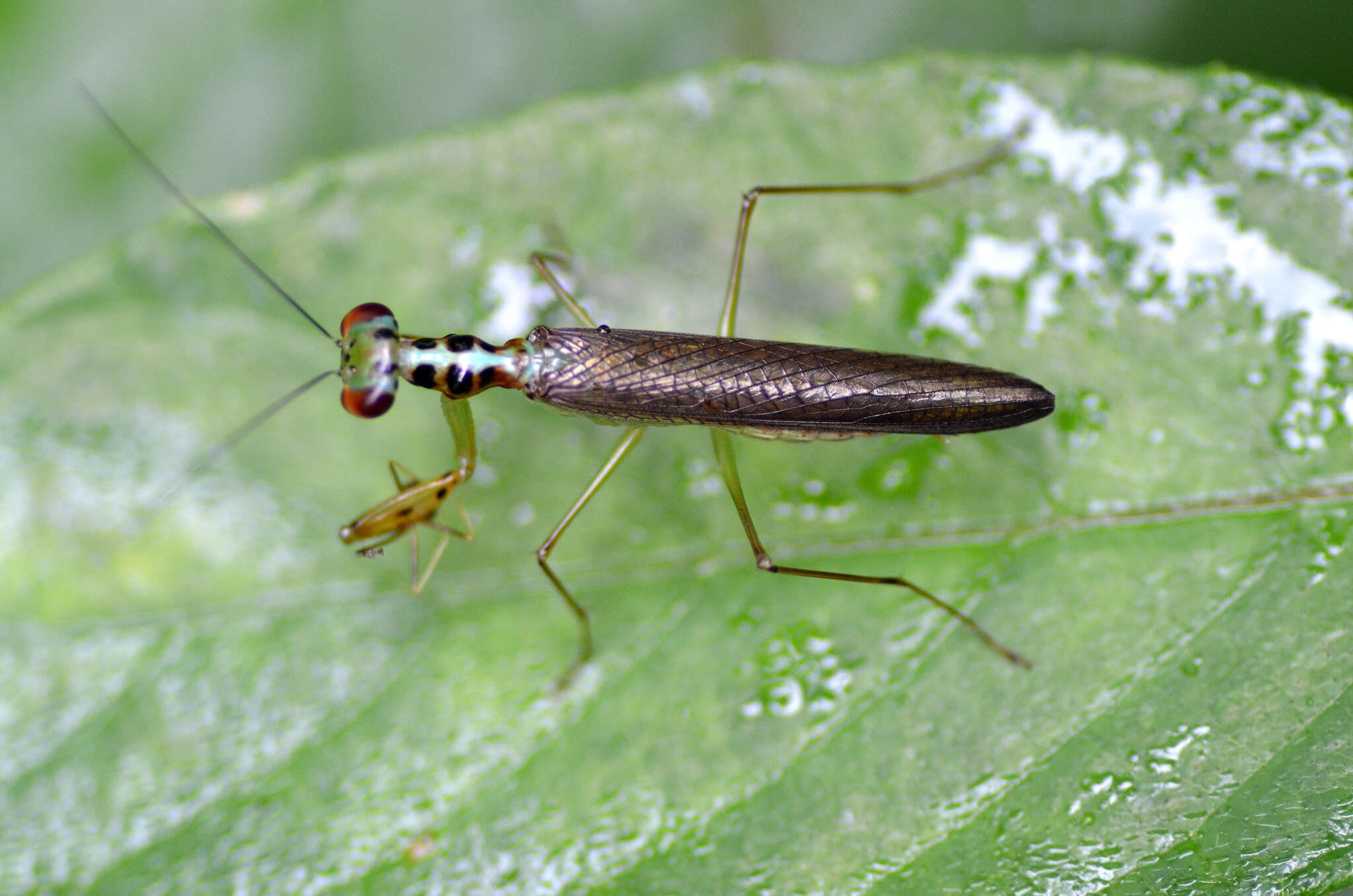 Imagem de Hapalopezella maculata Kirby 1904