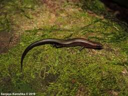 Image of Gans' tree skink