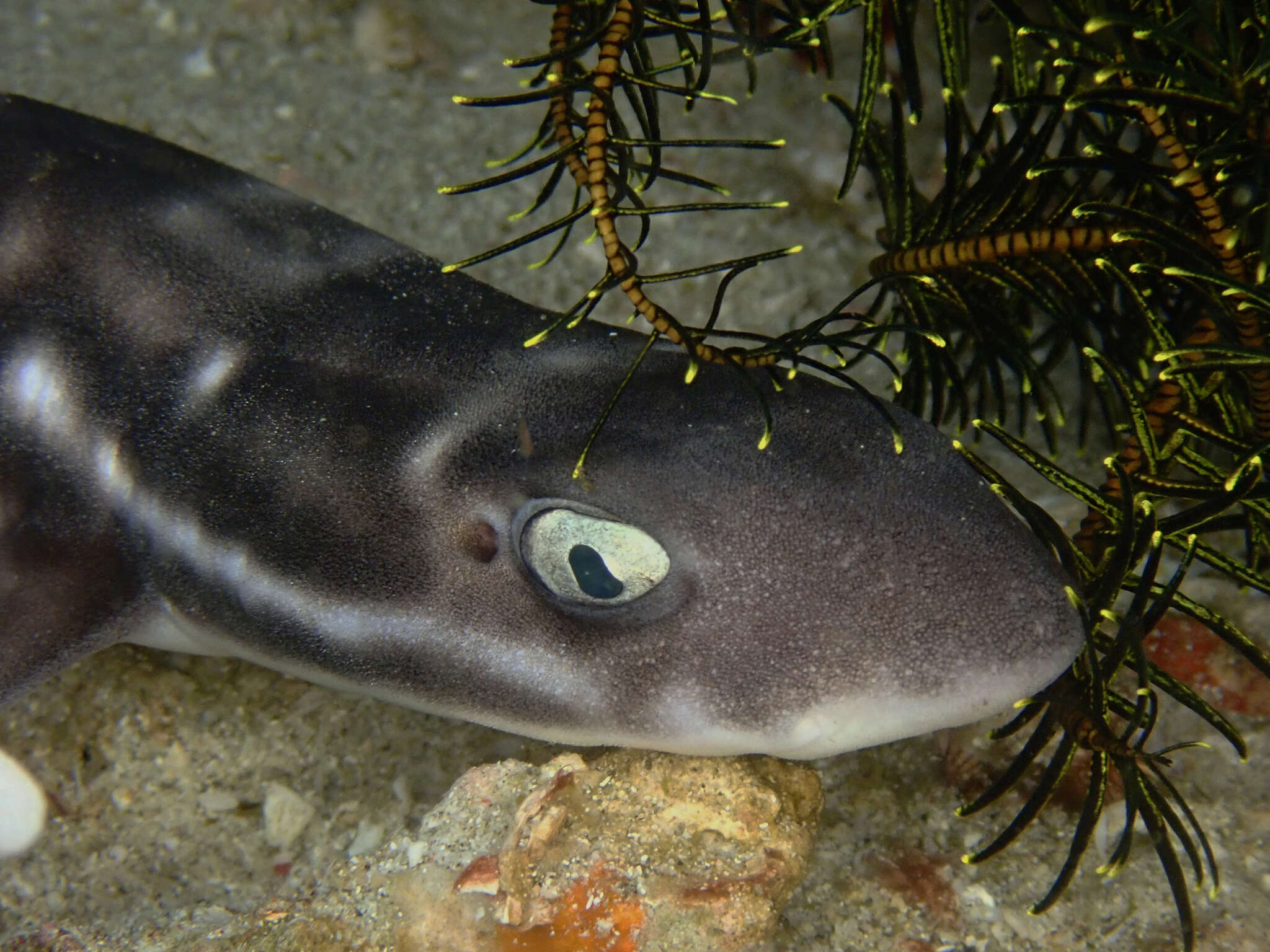 Sivun Atelomycterus erdmanni Fahmi & White 2015 kuva