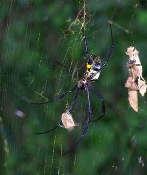 صورة Trichonephila fenestrata (Thorell 1859)