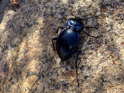 Image of Carabus (Tanaocarabus) finitimus Haldeman 1852