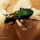 Image of Kugelann's ground beetle