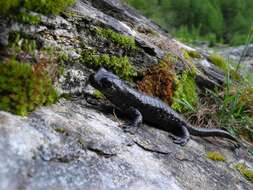 Sivun Salamandra lanzai Nascetti, Andreone, Capula & Bullini 1988 kuva