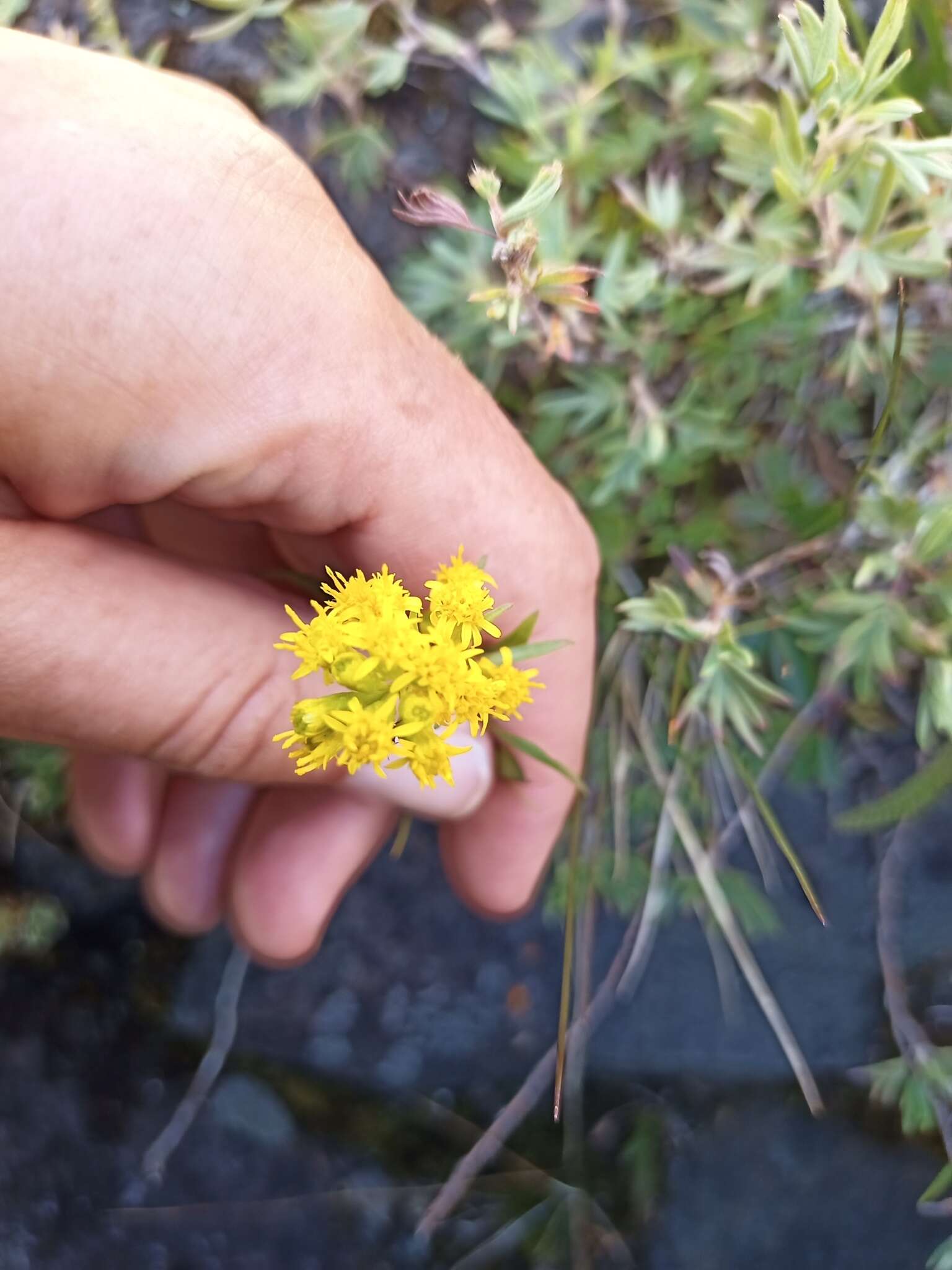 Image of Solidago simplex Kunth