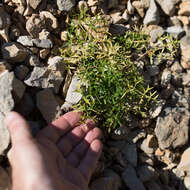 Image of Coristospermum lucidum (Mill.) Reduron, Charpin & Pimenov