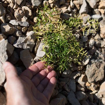 Image de Coristospermum lucidum (Mill.) Reduron, Charpin & Pimenov