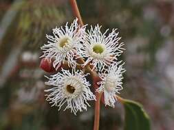 Sivun Eucalyptus gracilis F. Müll. kuva