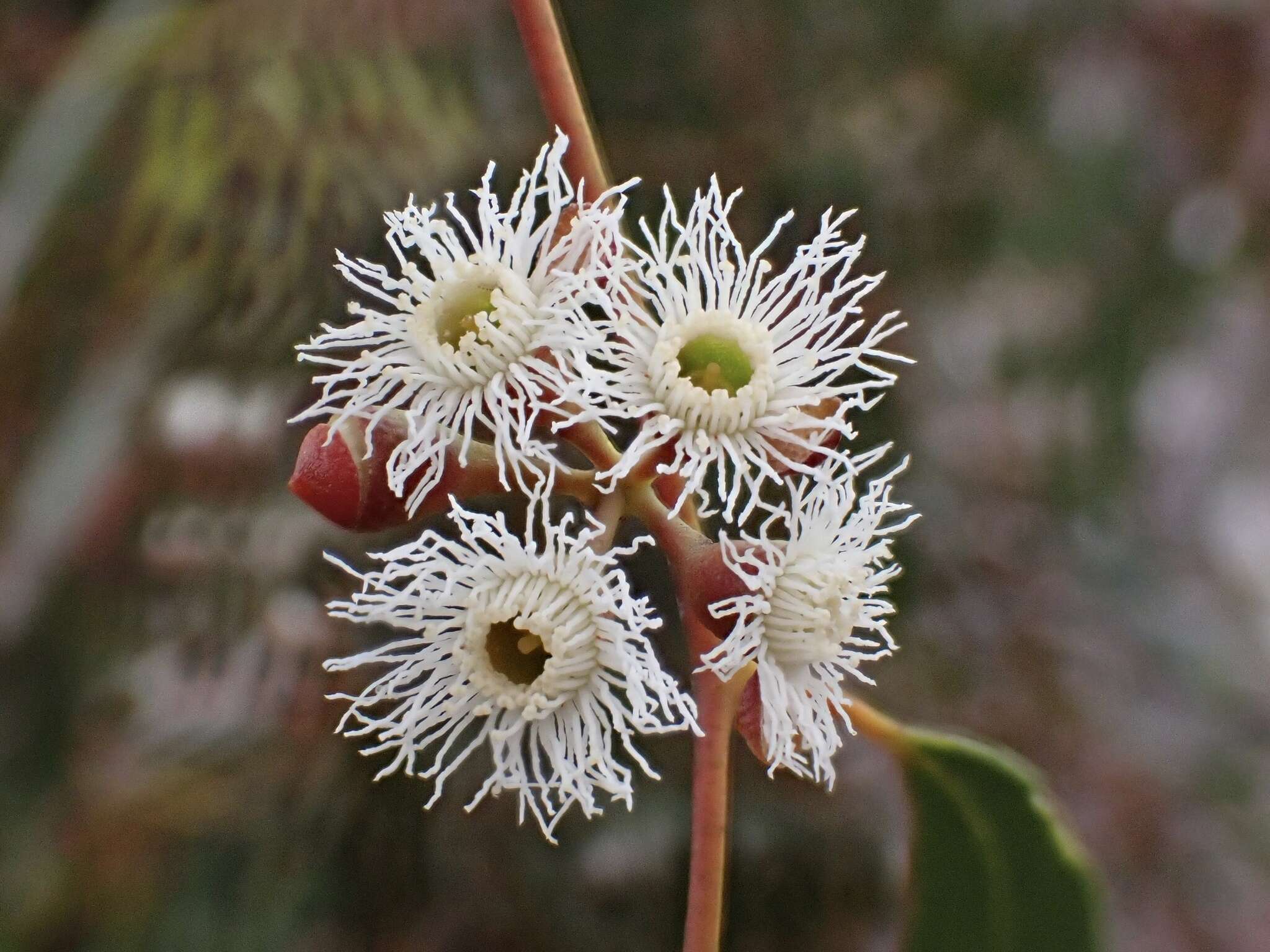 Imagem de Eucalyptus gracilis F. Müll.