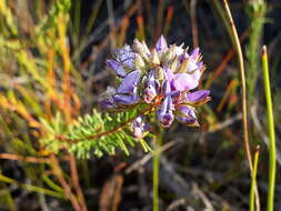 Image of Gompholobium confertum (DC.) Crisp