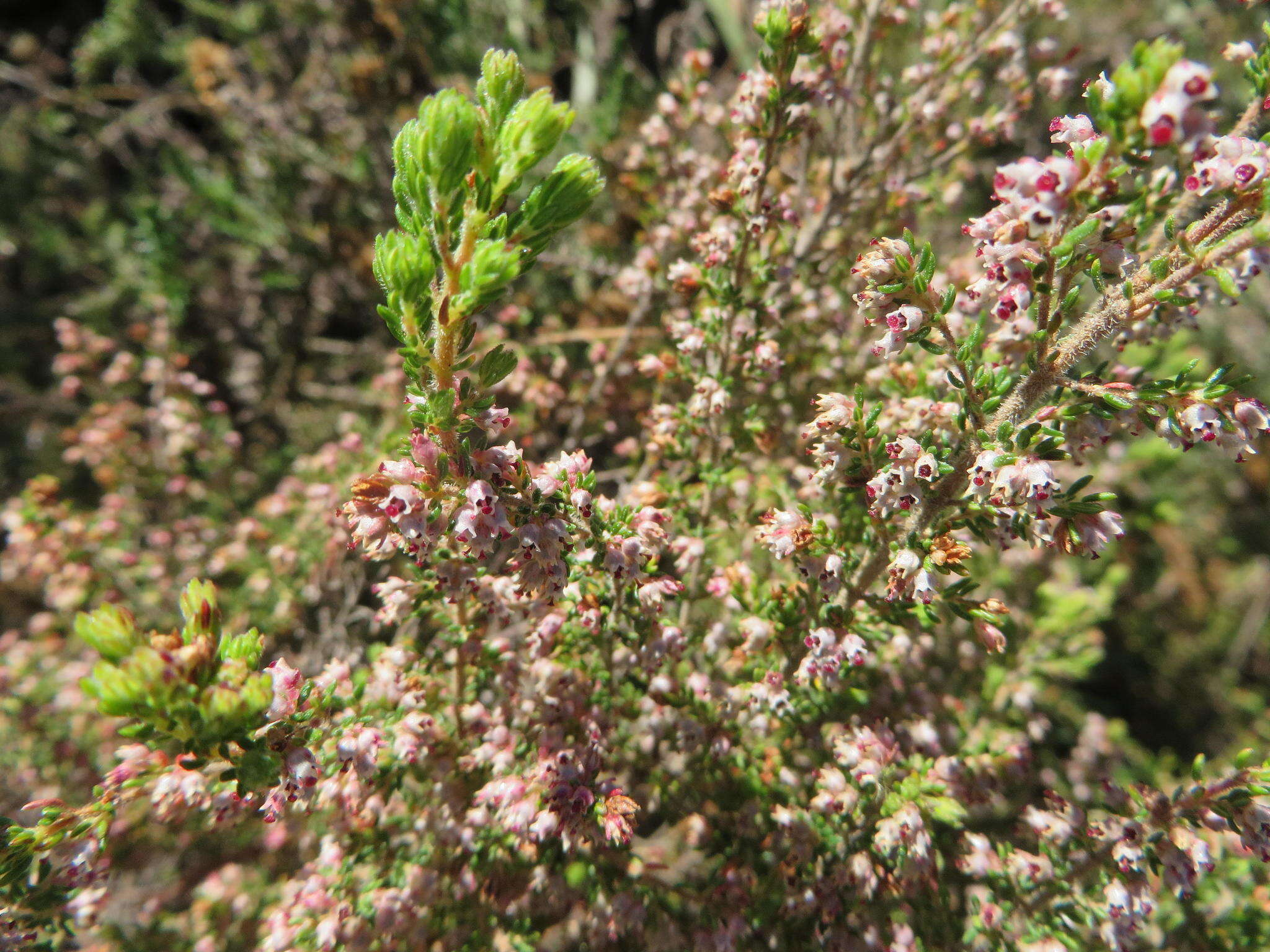 Image of Erica peltata Andr.