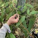 Image of Florida Willow