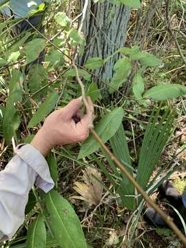 Image of Florida Willow