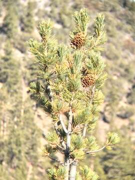 Image of Limber Pine