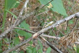 Melanoplus keeleri Thomas & C. 1874的圖片