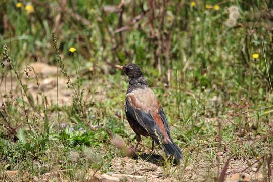 Image of Kessler's Thrush