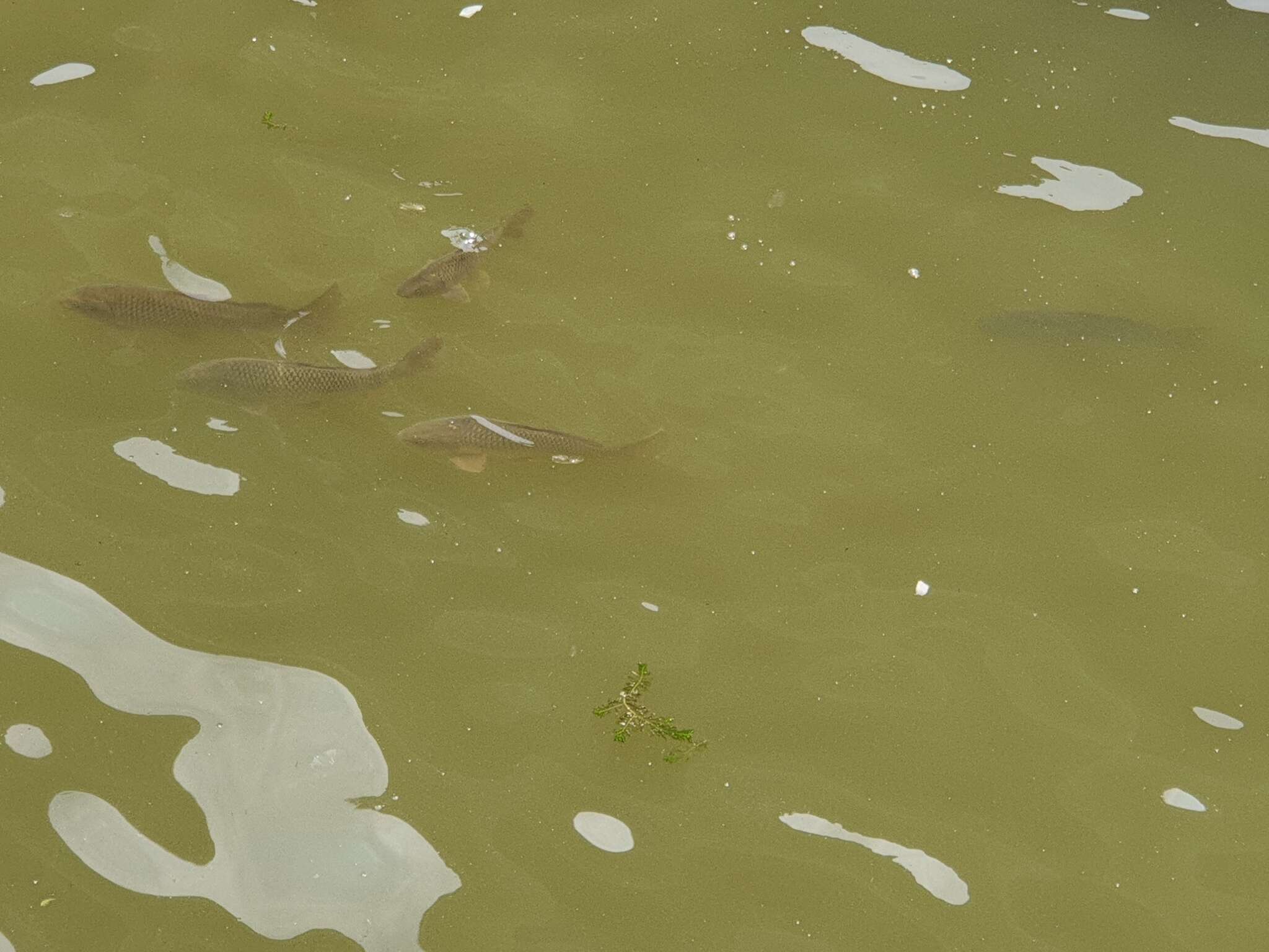 Image of Common carps