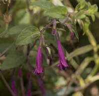 Plancia ëd Clinopodium multiflorum (Ruiz & Pav.) Kuntze