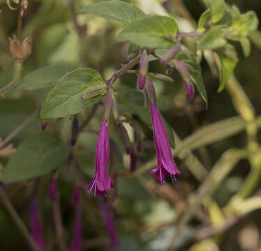 Imagem de Clinopodium multiflorum (Ruiz & Pav.) Kuntze