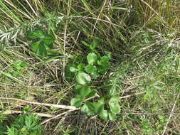 Ligusticum scoticum subsp. hultenii (Fern.) Calder & Roy L. Taylor resmi