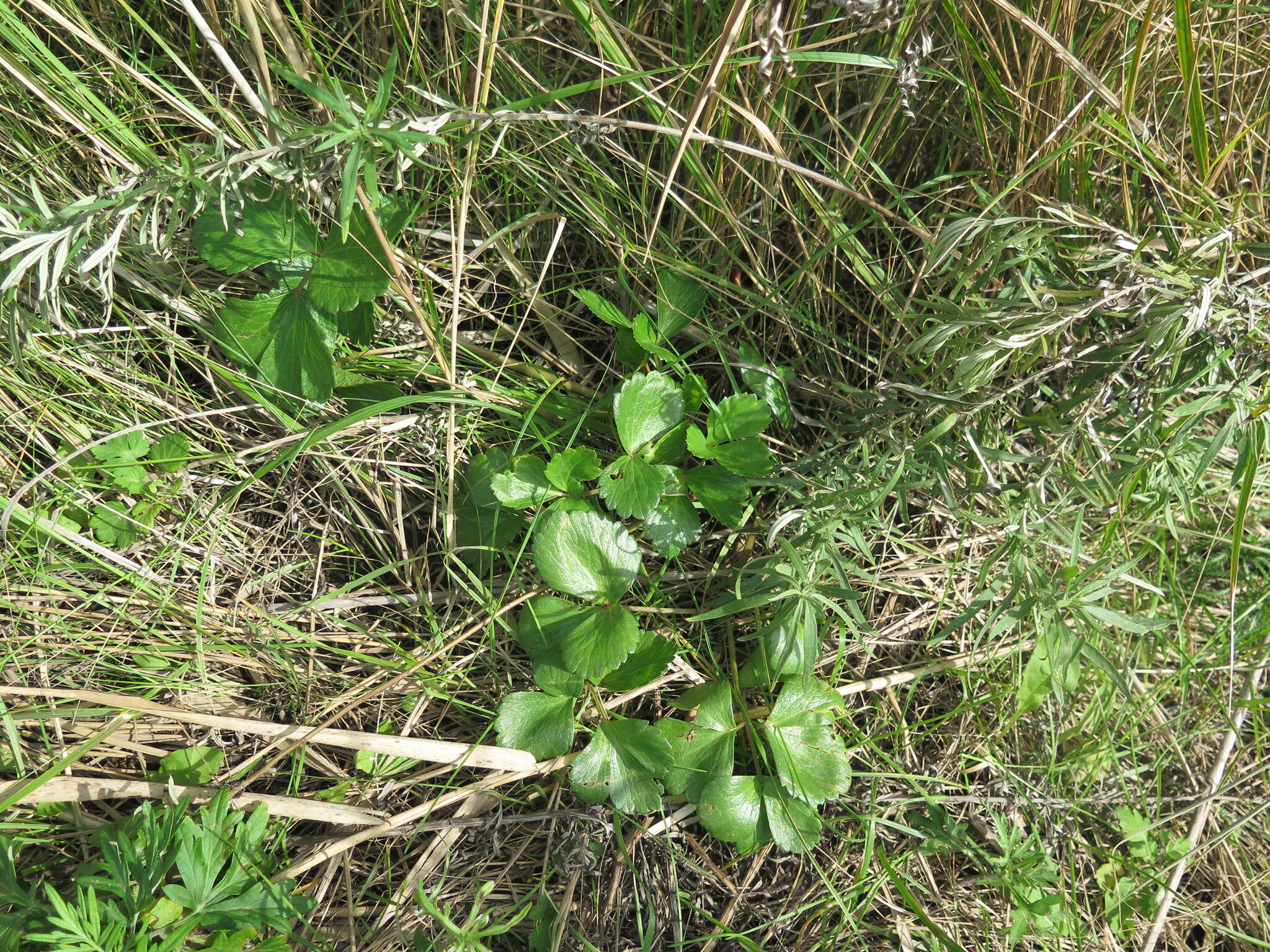 Image of Hulten's licorice-root