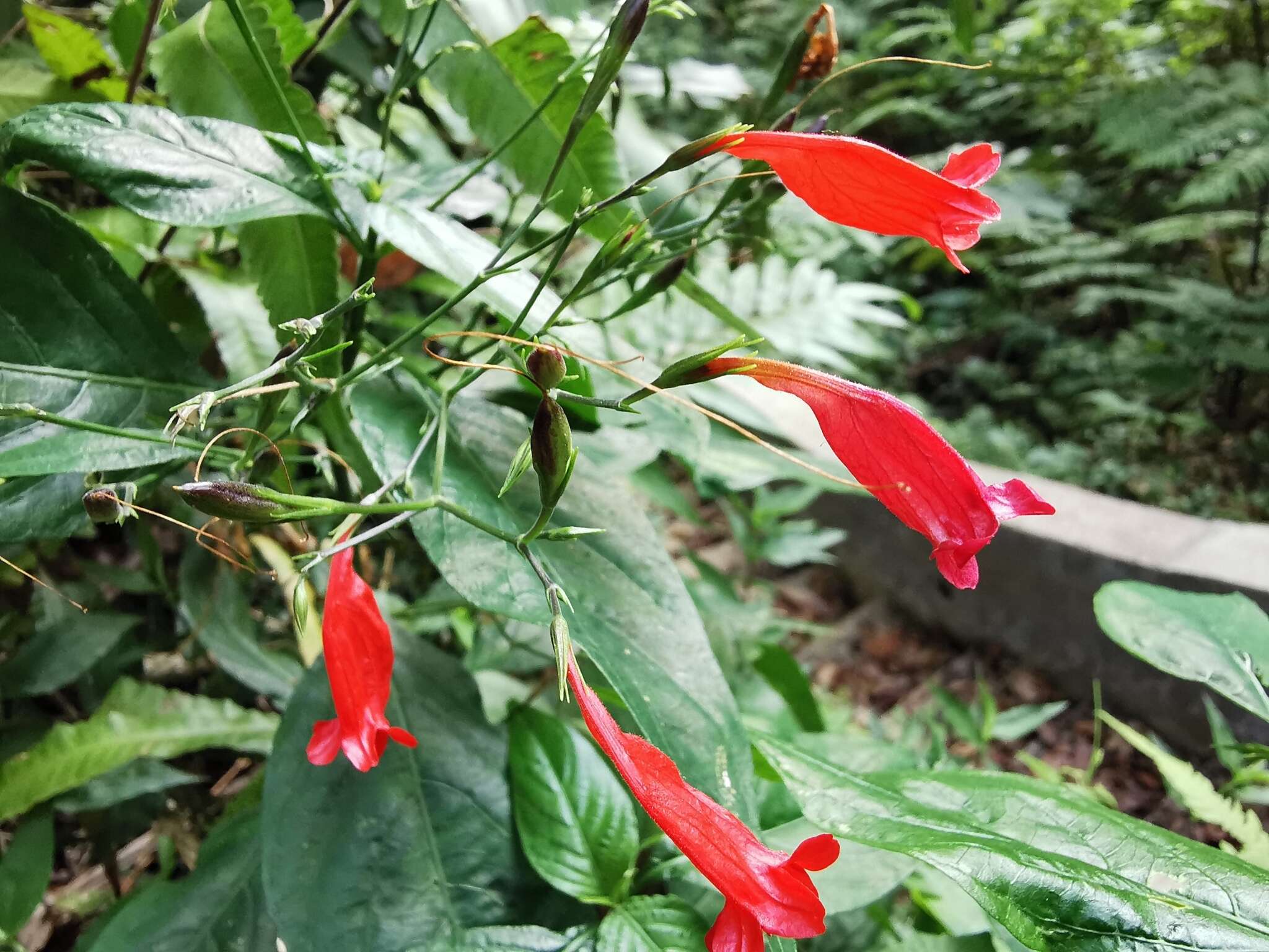 Image of tropical wild petunia