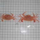 Image of portunid crab