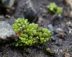 Image of Sphaerocarpos texanus Austin