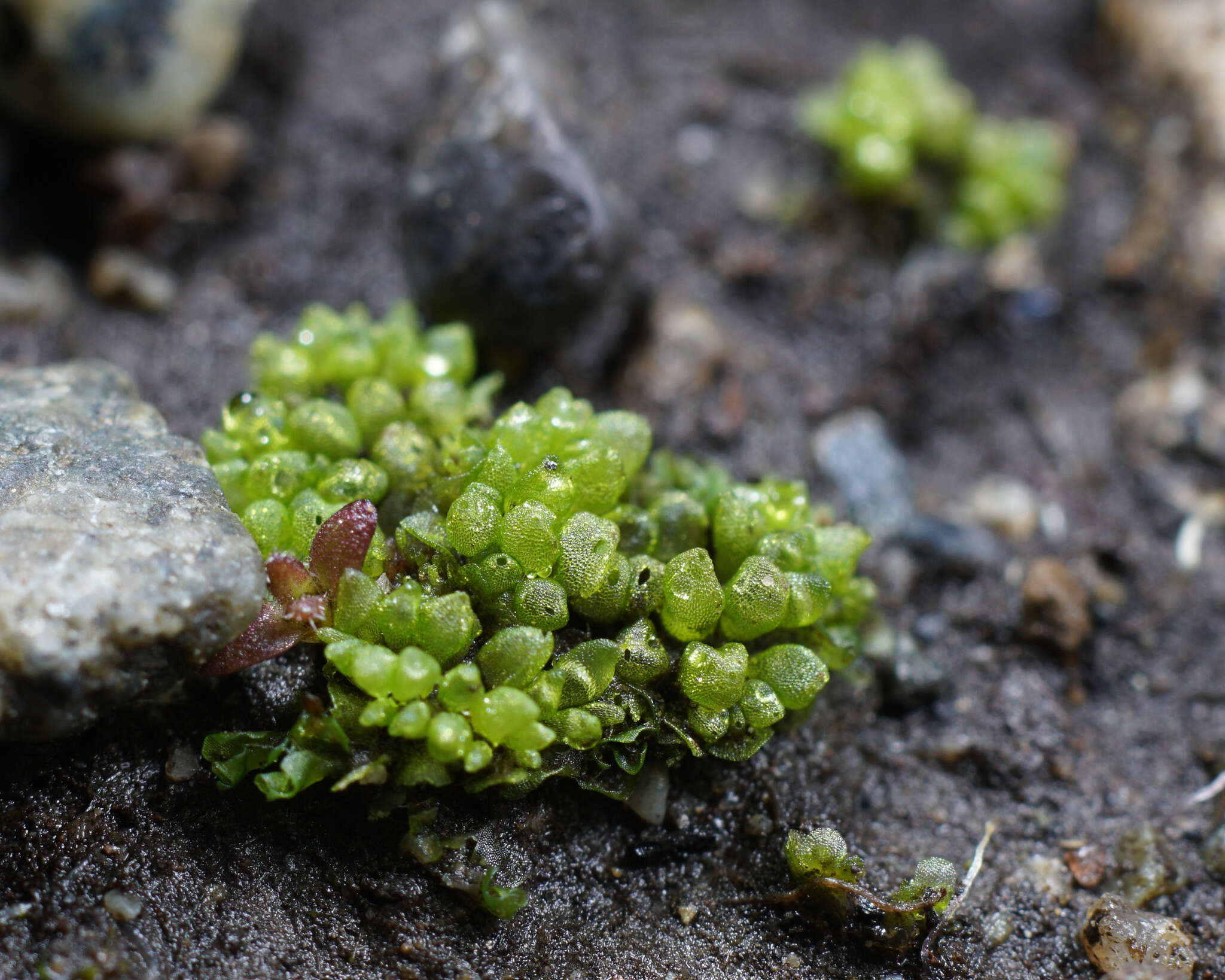 Image de Sphaerocarpos texanus Austin