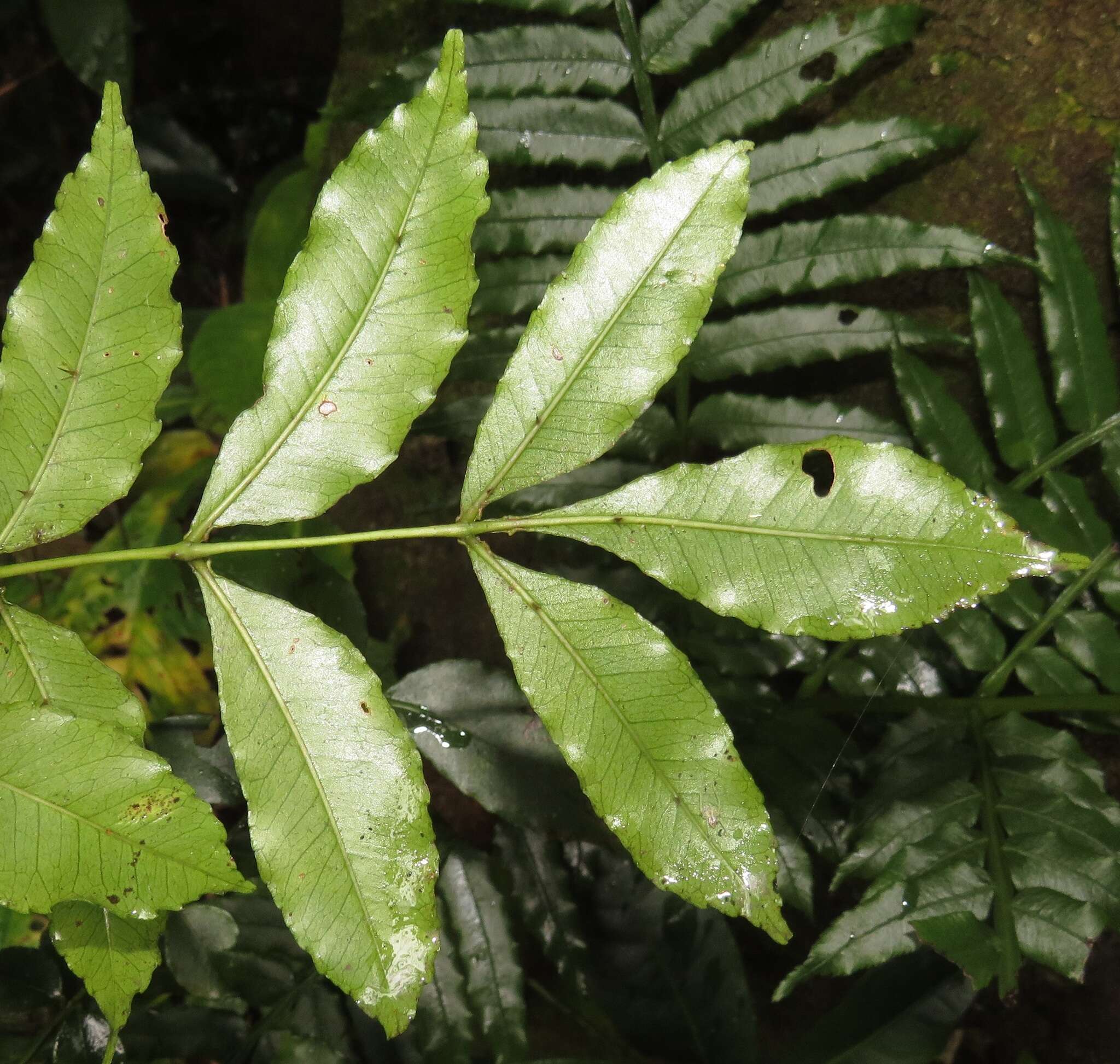 Image of Forest knobwood