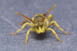 Image of Nomada luteoloides Robertson 1895