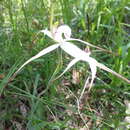 Image of Caladenia argocalla D. L. Jones