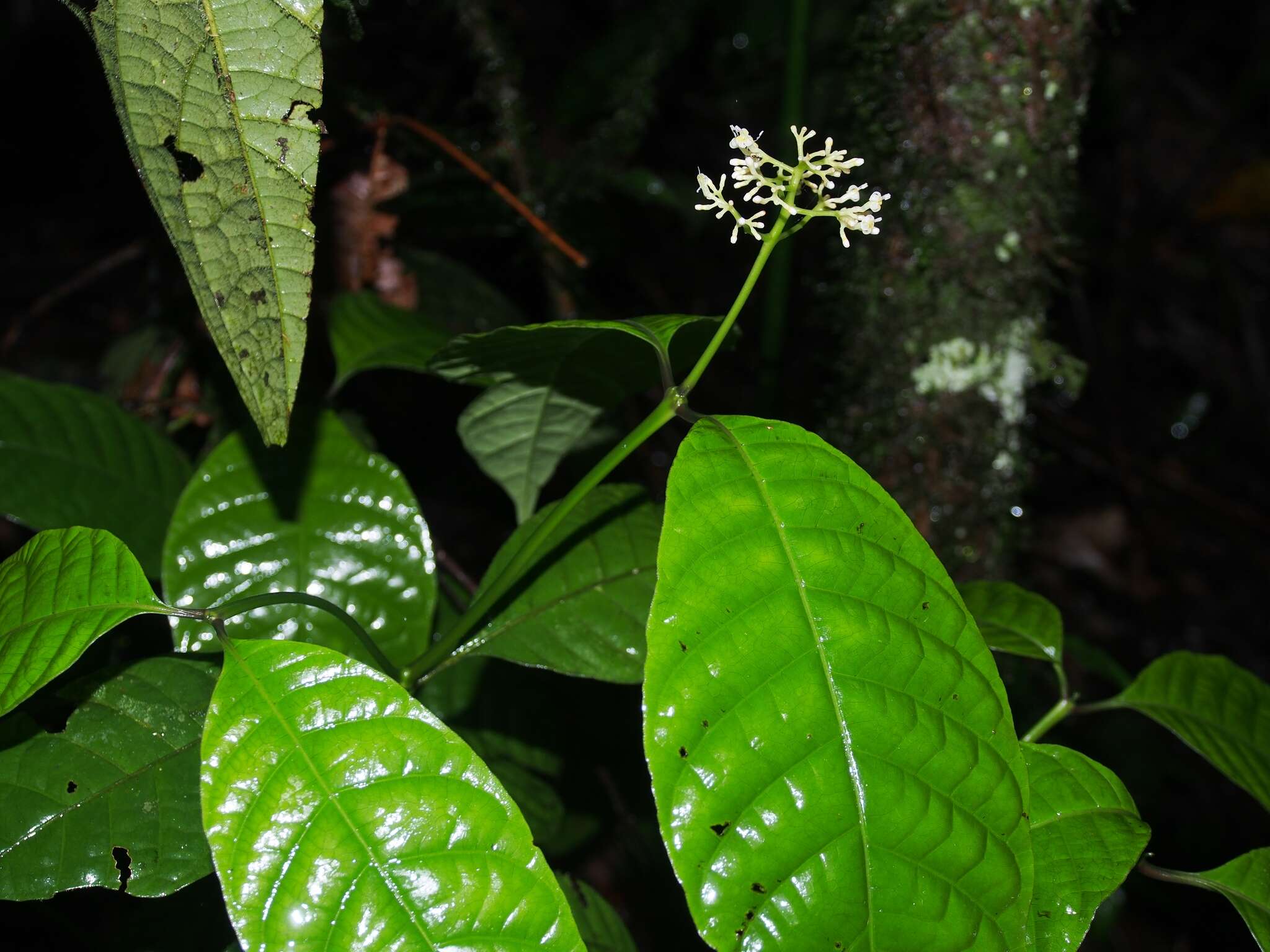 Palicourea acuminata (Benth.) Borhidi resmi