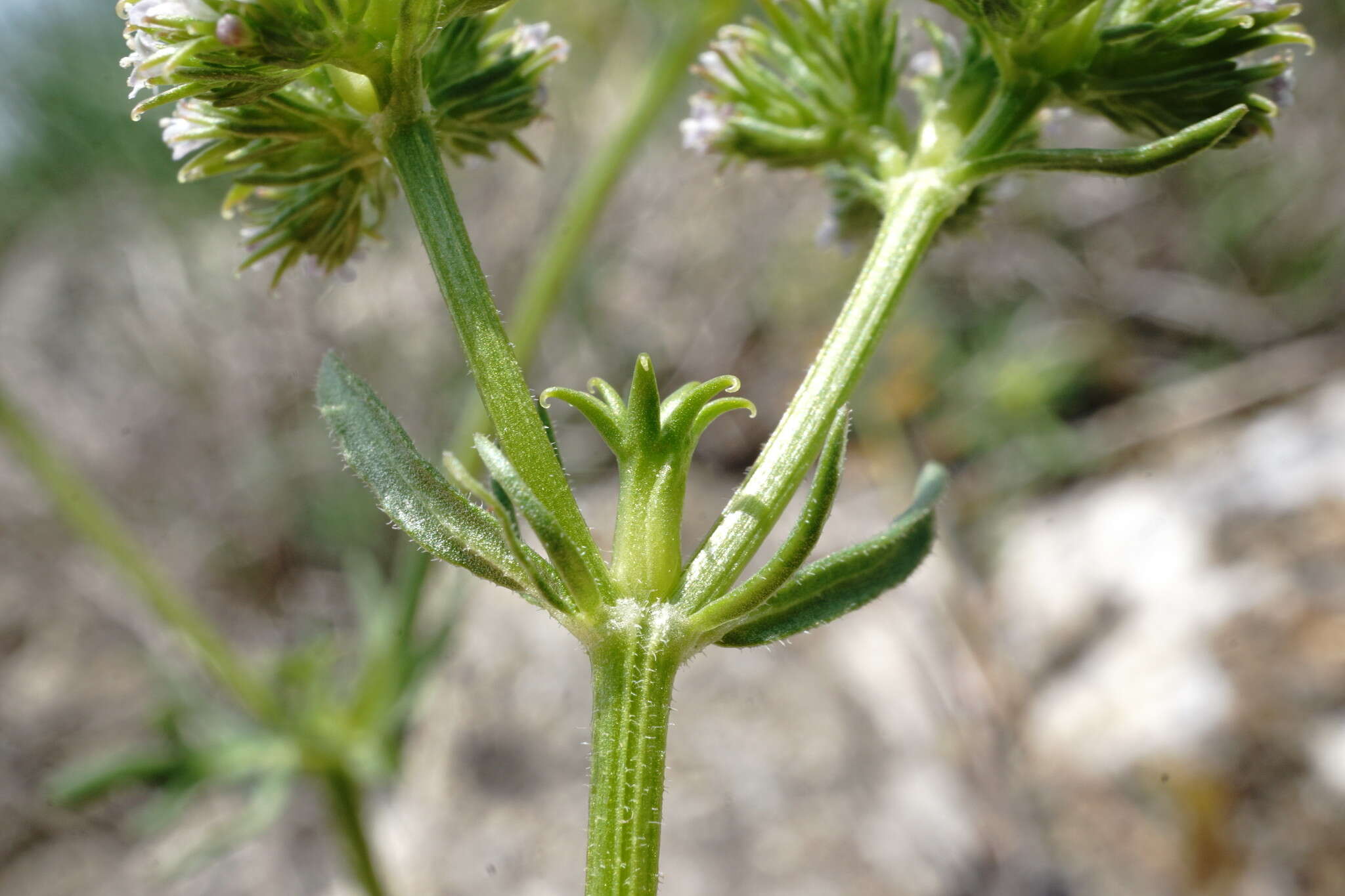 Image of Valerianella uncinata (Bieb.) Dufresne