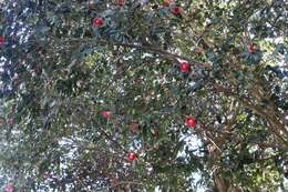 Image of camellia