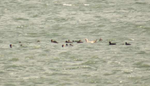 Image of American Scoter