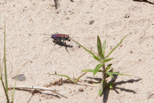 Image of Cicindela (Cicindela) formosa pigmentosignata W. Horn 1930