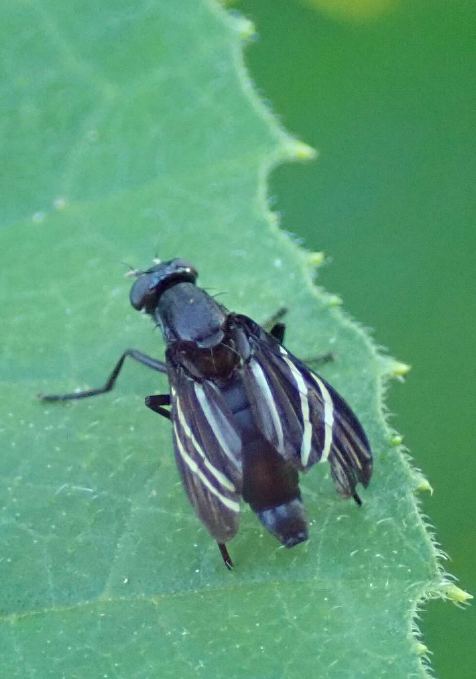 Image of Black Onion Fly