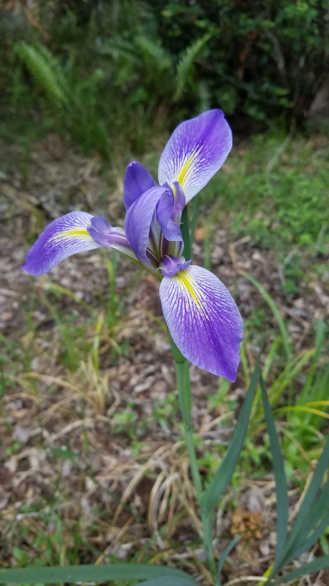 Sivun Iris savannarum Small kuva