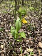 Imagem de Cypripedium parviflorum var. parviflorum