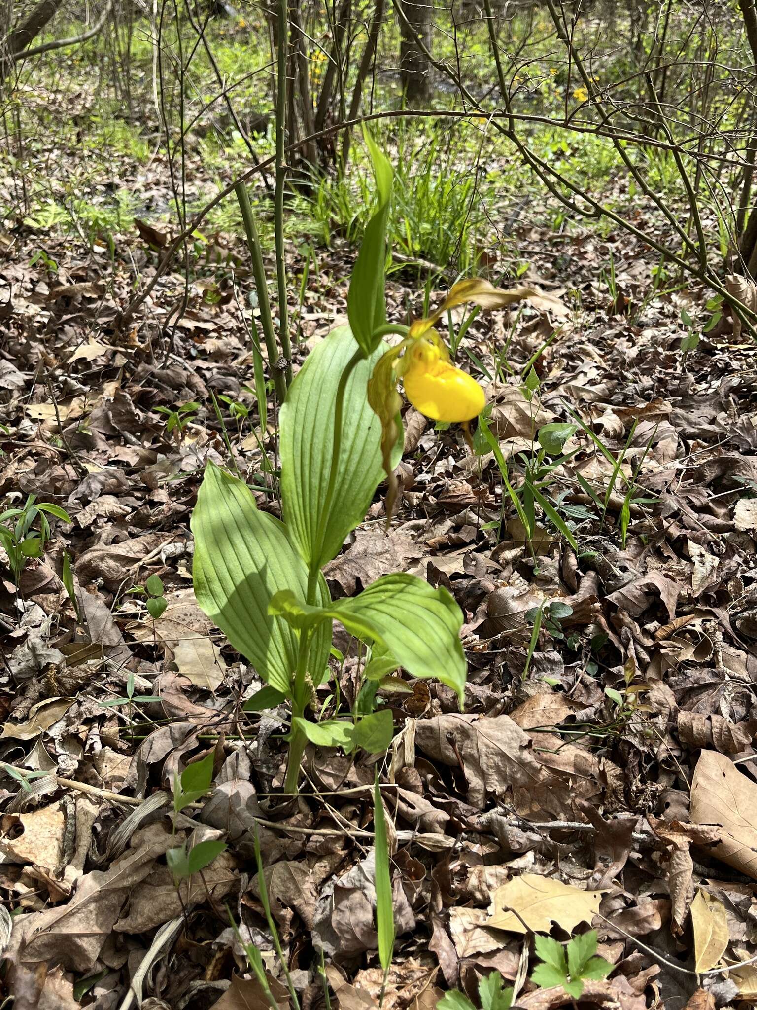 Imagem de Cypripedium parviflorum var. parviflorum