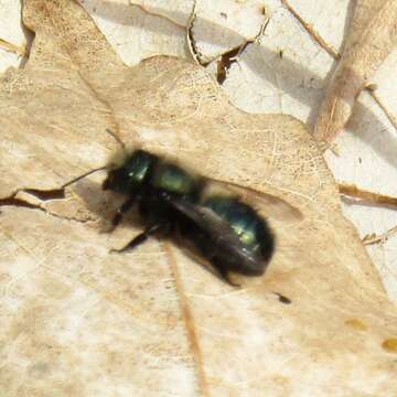 Image of <i>Osmia <i>lignaria</i></i> lignaria