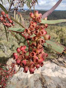 Слика од Corymbia trachyphloia (F. Müll.) K. D. Hill & L. A. S. Johnson