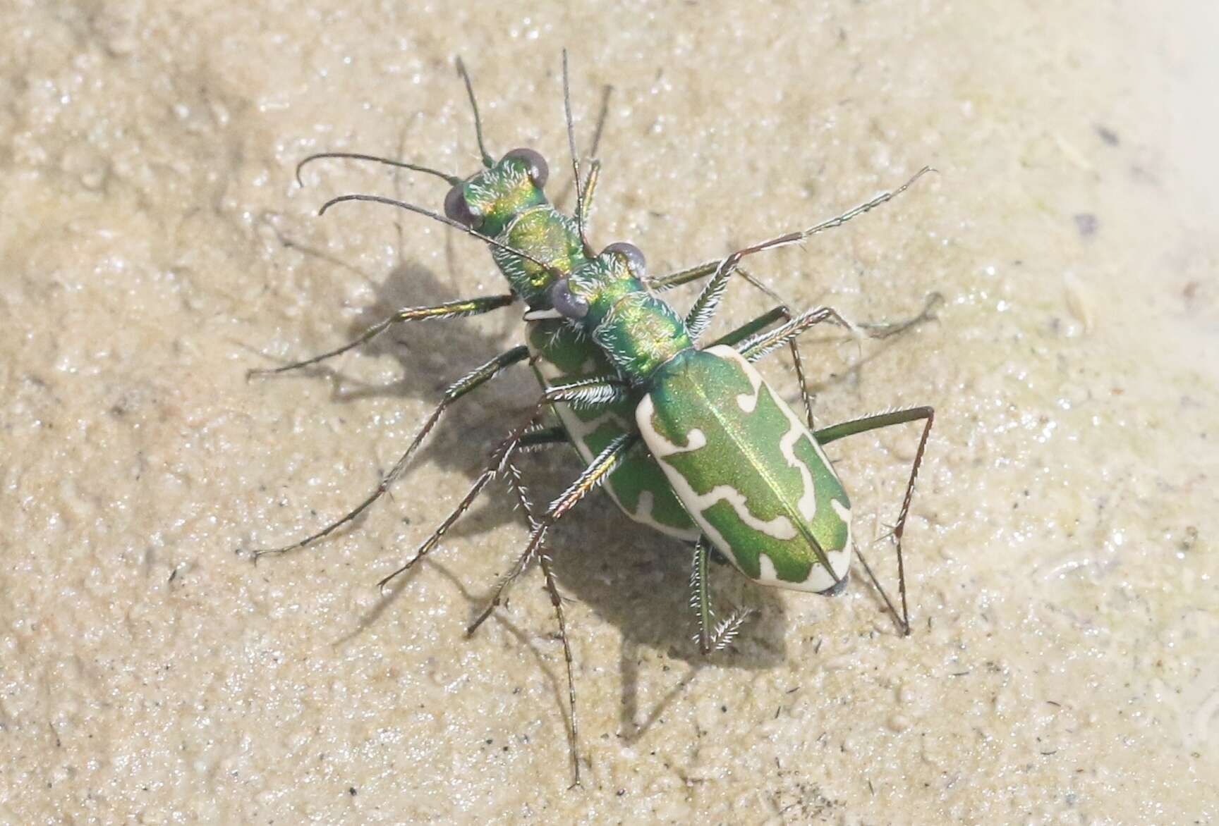 Image of Ellipsoptera rubicunda (E. D. Harris 1911)